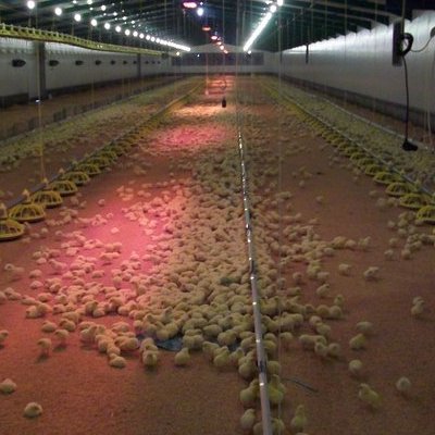 Εσωτερική άποψη πτηνοτροφικής μονάδας